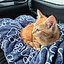 kitten, cat, orange_cat, pet, blanket, paw_prints, cozy, car_interior, window, fur, animal, cute, young_cat, resting, soft_texture, indoor, transport, travel, comfort, relaxed