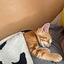 kitten, cat, sleeping, blanket, cozy, indoor, orange_tabby, paw, cute, resting, fur, pet, peaceful, animal, mammal, soft, comfort, nap, domestic_cat, feline