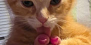 Ollie joined the competition — help win amazing prizes! cat, kitten, orange_tabby, paw, licking, close_up, pet, feline, fur, whiskers, pink_nails, hand, human, affection, cute, indoor, adorable, animal, domestic_animal, young_cat