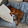 dog, sleeping, brown_dog, pillow, blue_bedding, bed, couch, resting, indoor, cozy, relaxed, canine, fur, pet, comfort, nap, home, blanket, animal, quiet