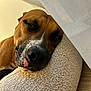 dog, sleeping, cushion, resting, brown_dog, close_up, indoor, pet, relaxed, nose, face, fur, texture, soft, curtain, wood_floor, animal, cozy, calm, peaceful