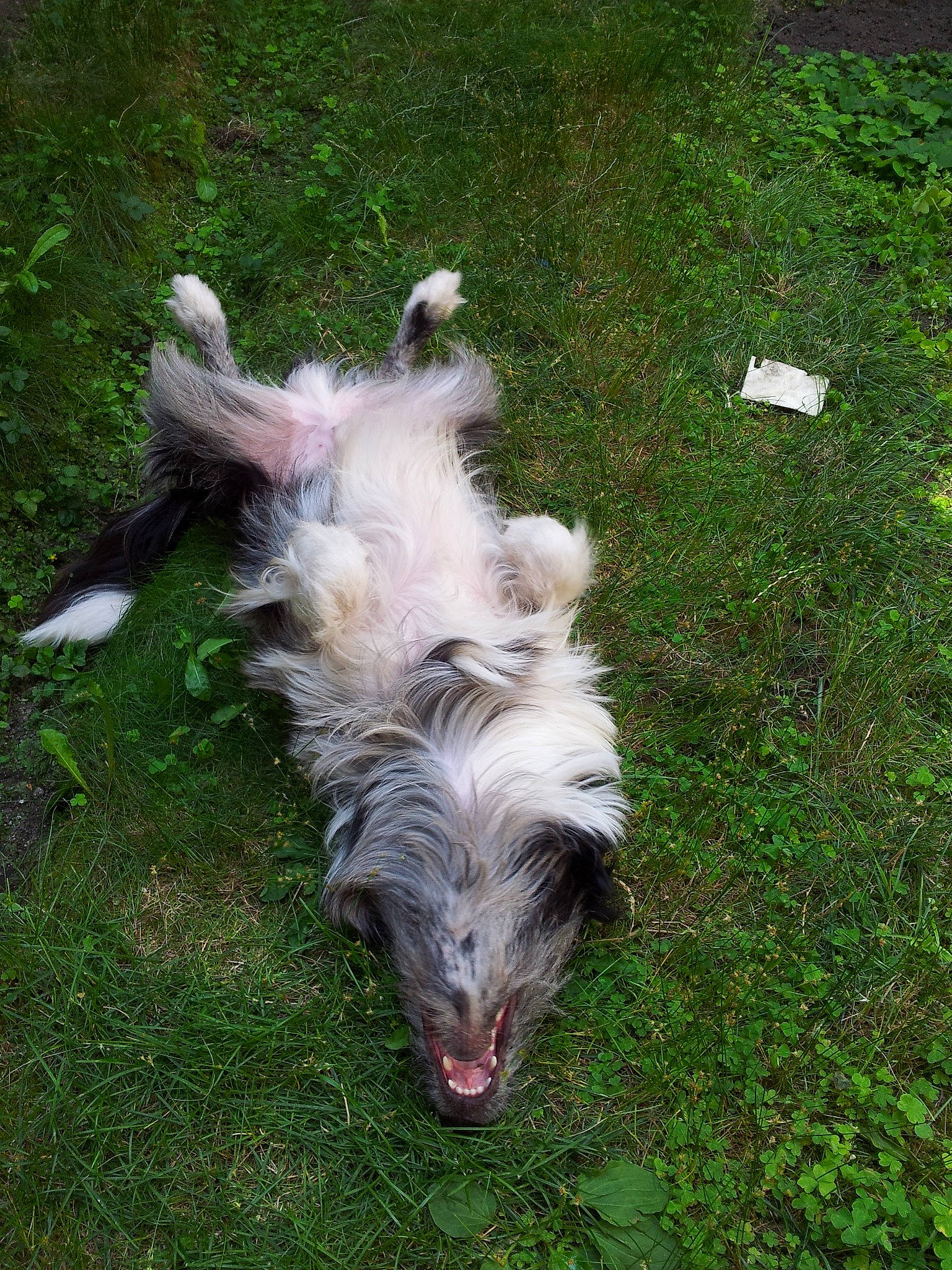 Ozzy participe au concours pour gagner de l'argent avec cette photo : australian_shepherd, bearded_collie, canidae, carnivore, dog, dog_breed, irish_wolfhound, mammal, sporting_group, vertebrate