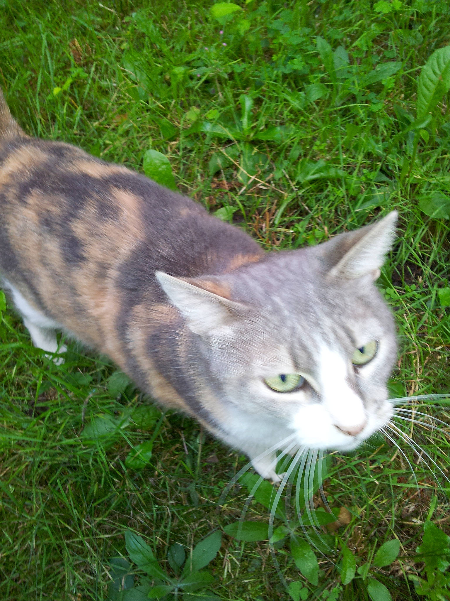 Mimine a rejoint le concours — aidez-le/la à gagner de superbes lots ! art, carnivore, cat, domestic_short_haired_cat, felidae, fur, grass, groundcover, herb, plant, small_to_medium_sized_cats, snout, tail, terrestrial_animal, tree, whiskers