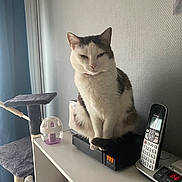 Loly a rejoint le concours — aidez-le/la à gagner de superbes lots ! cat, indoor, pet, feline, phone, electronics, cat_tree, sitting, shelf, cordless_phone, gray, white, curtain, wall, device, table, box, toy, relaxed, home