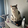 cat, indoor, pet, feline, phone, electronics, cat_tree, sitting, shelf, cordless_phone, gray, white, curtain, wall, device, table, box, toy, relaxed, home