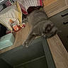 cat, gray_cat, sleeping, kitchen_counter, wooden_surface, sink, kitchen_towel, dish_soap, domestic, indoor, pet, resting, feline, household, relaxed, fur, paw, ears, quiet, cozy