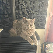 Aven participe au concours pour gagner de l'argent avec cette photo : cat, gray_cat, fluffy, indoor, appliance, black_appliance, geometric_wall, patterned_wall, pet, animal, relaxing, feline, household, basket, curtain, window, modern, cozy, resting, domestic