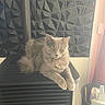 cat, gray_cat, fluffy, indoor, appliance, black_appliance, geometric_wall, patterned_wall, pet, animal, relaxing, feline, household, basket, curtain, window, modern, cozy, resting, domestic
