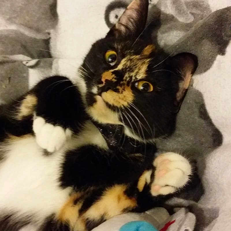 Cake joined the competition — help win amazing prizes! carnivoran, cat, cat_like_mammal, kitten, mammal, small_to_medium_sized_cats, vertebrate, whiskers