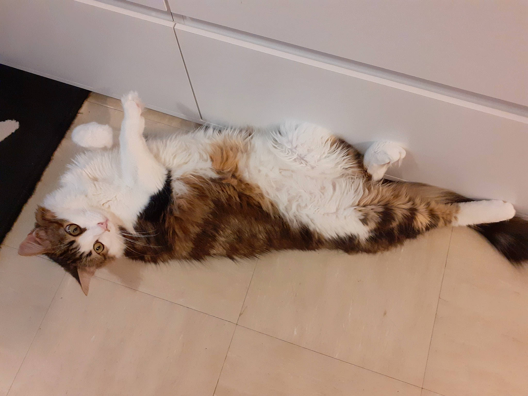 Titi a rejoint le concours — aidez-le/la à gagner de superbes lots ! carnivore, cat, claw, comfort, domestic_short_haired_cat, felidae, floor, flooring, fur, hardwood, nap, paw, sleep, small_to_medium_sized_cats, sporting_group, tail, terrestrial_animal, whiskers, wood, wood_flooring