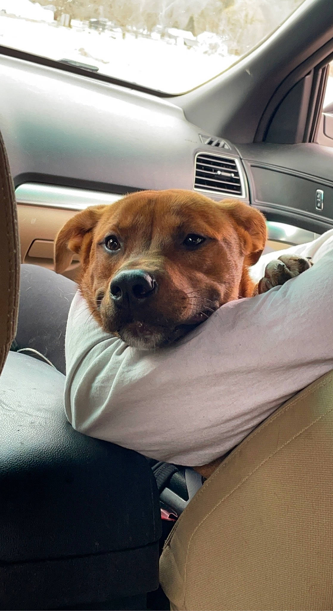 Killian is registered to the contest to win money with this photo: auto_part, automotive_design, automotive_exterior, car, car_seat, carnivore, comfort, companion_dog, dog, dog_breed, fawn, motor_vehicle, personal_luxury_car, snout, tire, vehicle, vehicle_door, wheel, whiskers, window