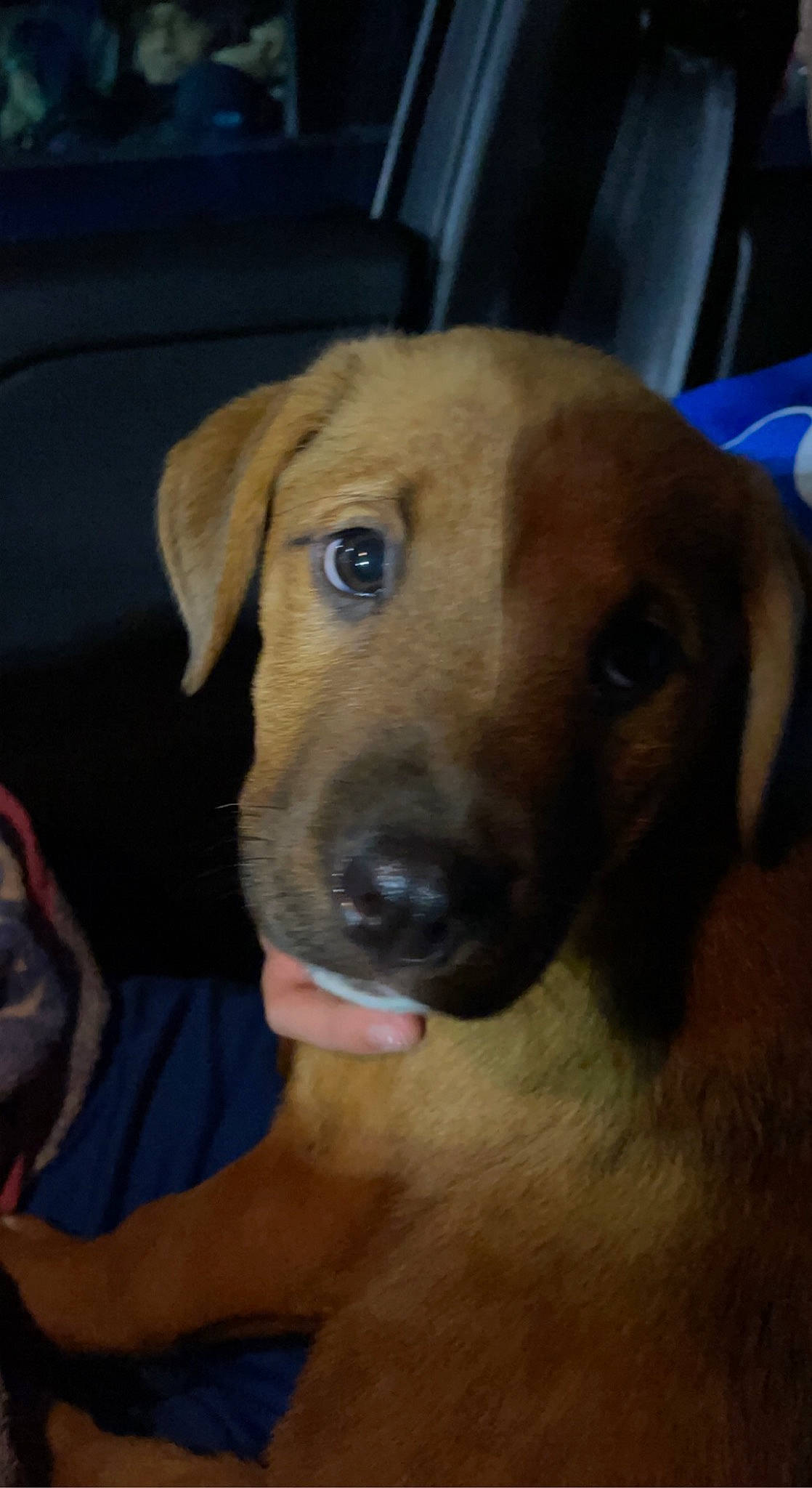 Killian is registered to the contest to win money with this photo: canidae, carnivore, companion_dog, dog, dog_breed, fawn, fur, guard_dog, liver, molosser, non_sporting_group, puppy, puppy_love, retriever, selfie, snout, sporting_group, whiskers, working_animal, working_dog