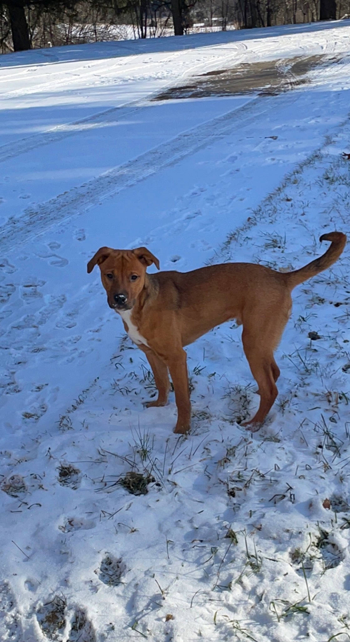 Killian joined the competition — help win amazing prizes! canidae, carnivore, collar, companion_dog, dog, dog_breed, dog_collar, fawn, freezing, guard_dog, pet_supply, rampur_greyhound, sighthound, slope, snow, sporting_group, tail, winter, working_animal, working_dog