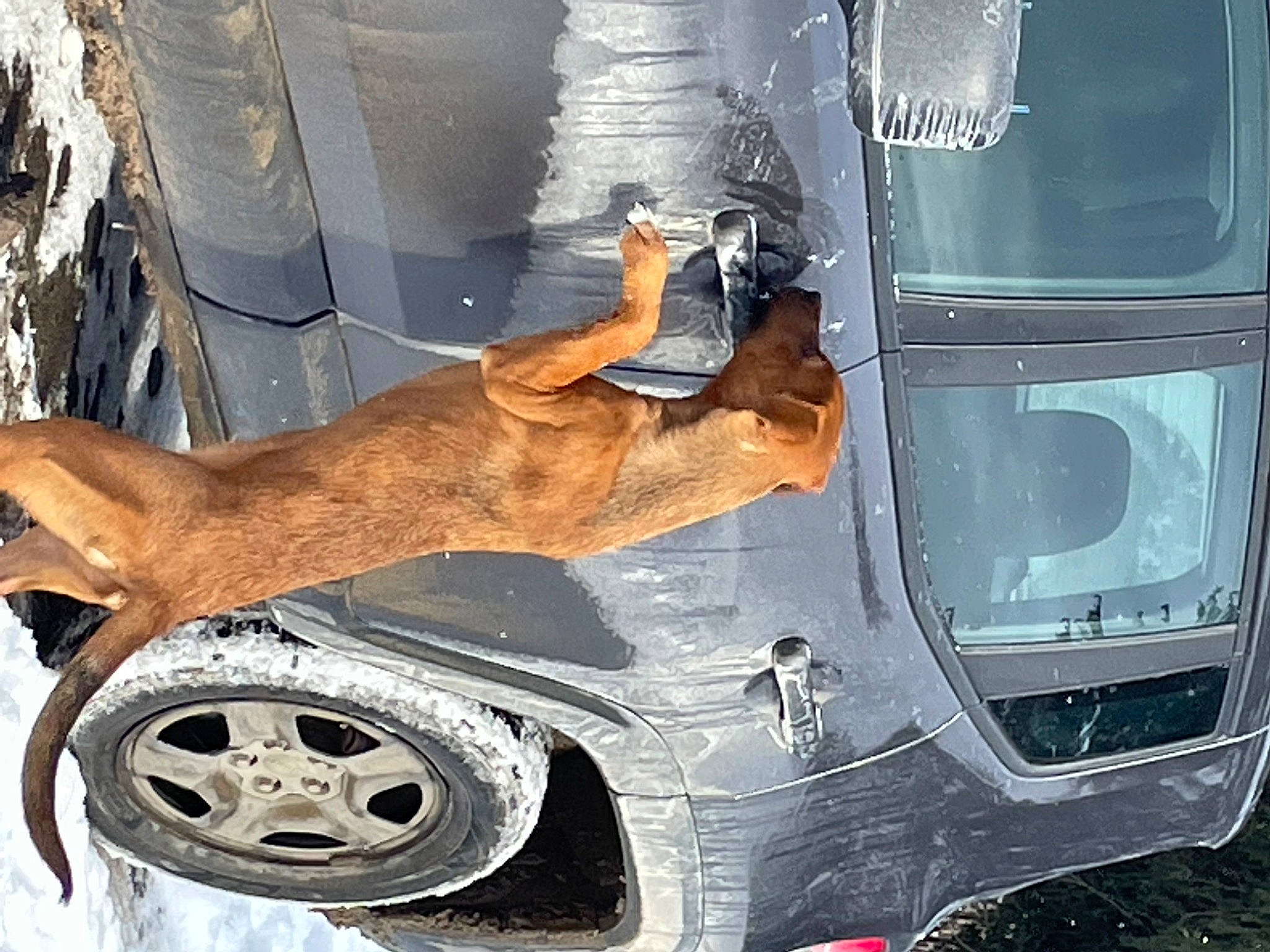 Killian joined the competition — help win amazing prizes! analog_television, auto_part, automotive_design, automotive_exterior, automotive_lighting, automotive_tire, bumper, car, carnivore, dog, fender, gas, grille, hood, light, motor_vehicle, television_set, vehicle, vehicle_door, wheel