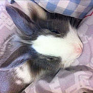 Luffy participe au concours pour gagner de l'argent avec cette photo :