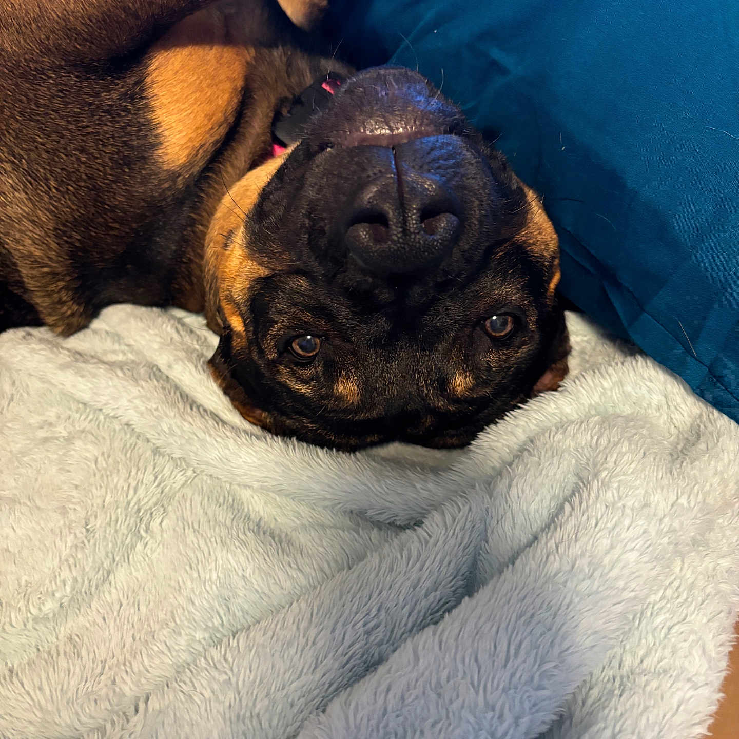 Zelda joined the competition — help win amazing prizes! animal, blanket, boxer, bulldog, canine, couch, dog, frenchbulldog, furniture, hound, labradorretriever, laundry, person, pet, pitbull, pug, puppy, quilt, snout, towel