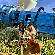 Freya joined the competition — help win amazing prizes! calico_cat, cat, grass, leaves, blue_sky, water_tower, industrial_machine, outdoor, animal, nature, daylight, curious, feline, tail, plant, closeup, ground, sunlight, urban, prowling
