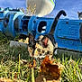 calico_cat, cat, grass, leaves, blue_sky, water_tower, industrial_machine, outdoor, animal, nature, daylight, curious, feline, tail, plant, closeup, ground, sunlight, urban, prowling