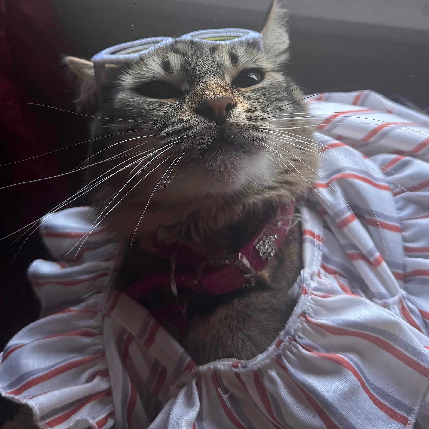 Papuchi joined the competition — help win amazing prizes! animal, cat, close_up, collar, comfort, cute, domestic_animal, fabric, face, feline, fur, glasses, indoor, pet, portrait, resting, soft_light, striped_clothing, tabby, whiskers