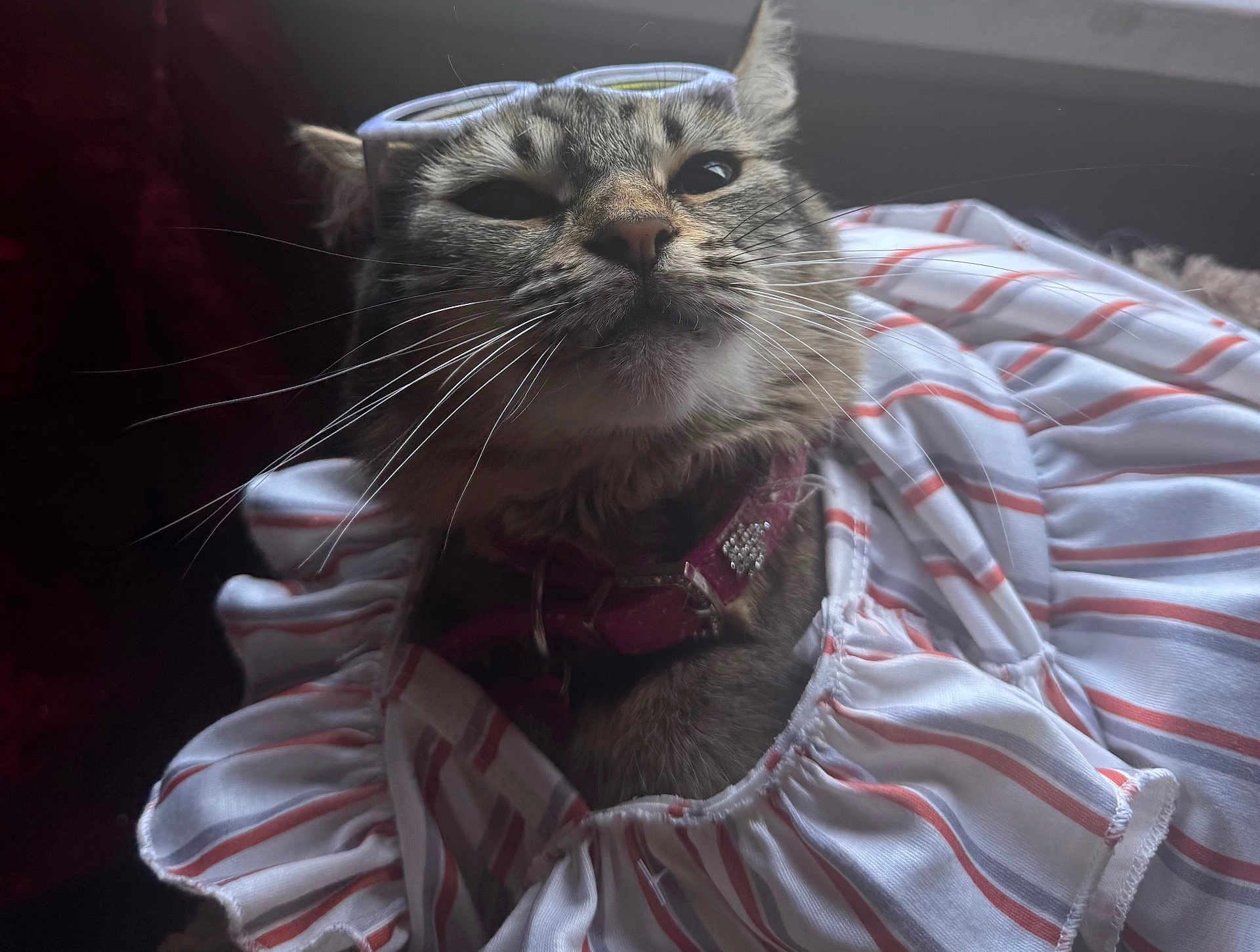 Papuchi joined the competition — help win amazing prizes! cat, tabby, whiskers, collar, glasses, striped_clothing, fabric, close_up, pet, fur, animal, domestic_animal, face, portrait, indoor, resting, cute, feline, soft_light, comfort