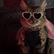 Papuchi joined the competition — help win amazing prizes! cat, tabby, heart_shaped_glasses, pink_tutu, costume, pet, indoor, feline, sitting, whiskers, ears, fur, animal, cute, accessory, cat_tree, dim_lighting, portrait, fashion, funny