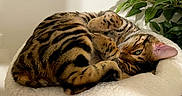 Mara Mae is registered to the contest to win money with this photo: animal, bed, cat, cozy, curled_up, cute, domestic, feline, fur, green_leaves, indoor, paws, pet, plant, relaxed, resting, sleeping, soft, striped, whiskers