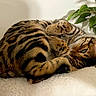 animal, bed, cat, cozy, curled_up, cute, domestic, feline, fur, green_leaves, indoor, paws, pet, plant, relaxed, resting, sleeping, soft, striped, whiskers