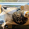 Mara Mae is registered to the contest to win money with this photo: animal, bed, cat, cats, companion, cozy, cute, ears, feline, fur, indoor, leopard_pattern, pet, relaxing, resting, sleepy, sunlight, tabby, whiskers, window