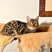Mara Mae joined the competition — help win amazing prizes! animal, bengal_cat, blanket, cat, couch, cozy, domestic_animal, feline, fur, green_eyes, home, indoor, looking_at_camera, mammal, pet, portrait, relaxed, resting, soft_texture, whiskers