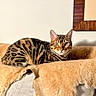 animal, bengal_cat, blanket, cat, couch, cozy, domestic_animal, feline, fur, green_eyes, home, indoor, looking_at_camera, mammal, pet, portrait, relaxed, resting, soft_texture, whiskers