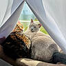 Mara Mae joined the competition — help win amazing prizes! animal, brown_tabby, cat, cats, clipped_curtain, companion, cozy, curtain, daylight, feline, gray_cat, home, indoor, pet, relaxed, resting, snuggle, soft_fur, sunlight, window