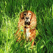 Iso a rejoint le concours — aidez-le/la à gagner de superbes lots ! dog, golden_brown, long_ears, wavy_ears, grass, greenery, outdoor, sunlight, nature, animal, pet, sitting, portrait, fur, collar, field, summer, daylight, canine, calm