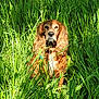 dog, golden_brown, long_ears, wavy_ears, grass, greenery, outdoor, sunlight, nature, animal, pet, sitting, portrait, fur, collar, field, summer, daylight, canine, calm