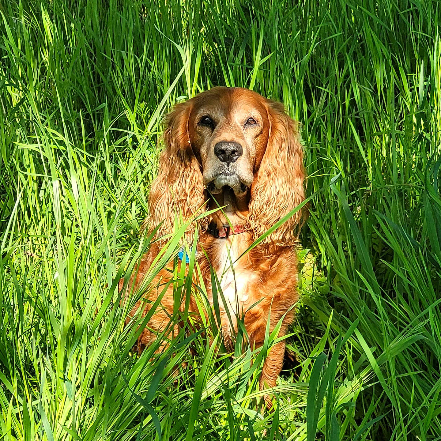 Iso a rejoint le concours — aidez-le/la à gagner de superbes lots ! animal, calm, canine, collar, daylight, dog, field, fur, golden_brown, grass, greenery, long_ears, nature, outdoor, pet, portrait, sitting, summer, sunlight, wavy_ears