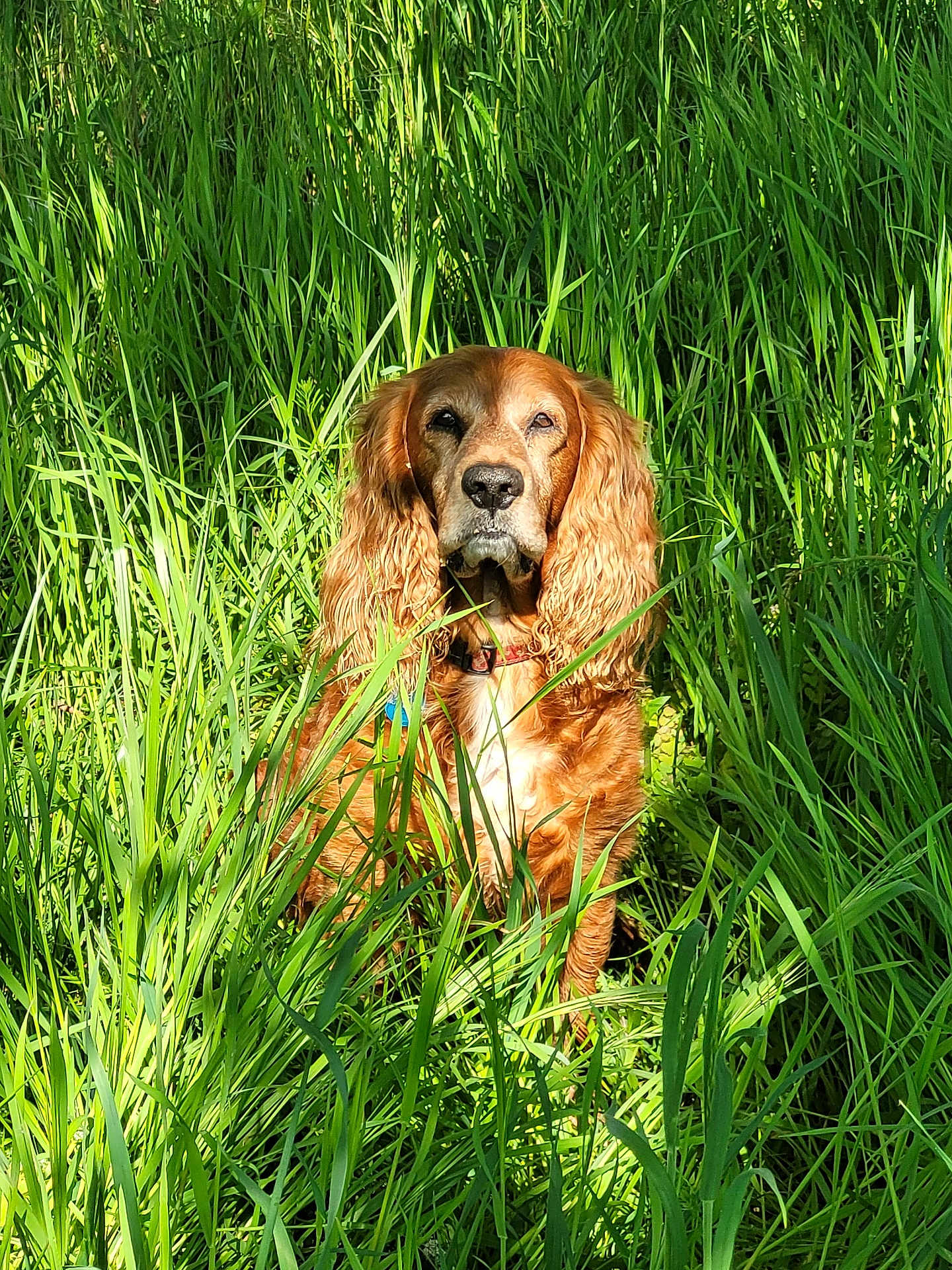 Iso a rejoint le concours — aidez-le/la à gagner de superbes lots ! dog, golden_brown, long_ears, wavy_ears, grass, greenery, outdoor, sunlight, nature, animal, pet, sitting, portrait, fur, collar, field, summer, daylight, canine, calm