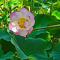 Violette V.