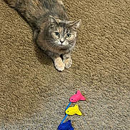 Deja is registered to the contest to win money with this photo: animal, carpet, cat, colorful, curious, cute, domestic, eyes, feline, fish_toy, fur, indoor, laying, looking, paws, pet, playful, texture, toy, whiskers