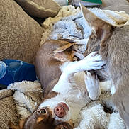 Pixie participe au concours pour gagner de l'argent avec cette photo : dog, puppy, couch, blanket, indoor, brown_dog, white_dog, pet, cozy, playing, fur, ears, nose, paw, relaxed, home, cute, animal, companion, snuggle
