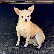 Maggie joined the competition — help win amazing prizes! dog, chihuahua, small_dog, cream_colored, sitting, upright_ears, short_hair, pet, animal, canine, outdoor, pavement, driveway, vehicle, dark_background, portrait, front_facing, alert, cute, photography