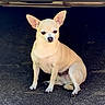 dog, chihuahua, small_dog, cream_colored, sitting, upright_ears, short_hair, pet, animal, canine, outdoor, pavement, driveway, vehicle, dark_background, portrait, front_facing, alert, cute, photography