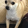 Maggie joined the competition — help win amazing prizes! dog, chihuahua, small_dog, cream_colored, short-haired, large_ears, black_nose, dark_eyes, sitting, indoors, couch, cushion, blanket, textile, portrait, pet, animal, close_up, living_room, funny_expression