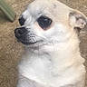 Maggie joined the competition — help win amazing prizes! dog, small_dog, white_dog, chihuahua, pet, animal, portrait, close_up, face, eyes, black_nose, floppy_ears, white_fur, lying_down, indoor, carpet, home, cute, pink_text, name_caption