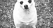 Maggie is registered to the contest to win money with this photo: dog, puppy, white_dog, standing, outdoor, grass, backyard, portrait, black_and_white, vintage, ears, nose, eyes, fur, pet, canine, alert, centered, animal_photography, closeup