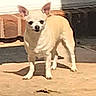 alert, animal, brick_wall, chihuahua, companion, cream_color, cute, dog, ears, floor, outdoor, patio, pet, portrait, shadow, short_hair, small_dog, standing, sunlight, white_dog