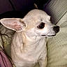 dog, chihuahua, small_dog, white_dog, pet, canine, animal, portrait, sitting, couch, cushion, indoors, home, closeup, large_ears, pointed_ears, black_nose, dark_eyes, short_fur, date_text