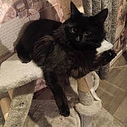 Misty is registered to the contest to win money with this photo: cat, black_cat, pet, feline, cat_tree, indoor, fur, paw, relaxed, animal, mammal, cozy, home, resting, cute, whiskers, claws, scratching_post, soft, domestic