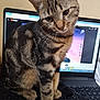 Automne participe au concours pour gagner de l'argent avec cette photo : cat, tabby_cat, laptop, keyboard, indoor, pet, curious, computer, technology, feline, screen, sitting, closeup, animal, domestic_animal, whiskers, ears, paw, home, monitor