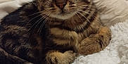 Automne a rejoint le concours — aidez-le/la à gagner de superbes lots ! kitten, tabby, cat, pet, feline, animal, cute, fur, whiskers, ears, paws, sleepy, resting, blanket, soft, indoor, closeup, cozy, domestic, young