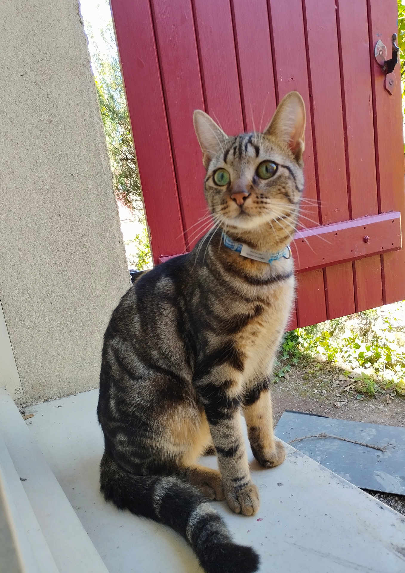 Automne a rejoint le concours — aidez-le/la à gagner de superbes lots ! cat, tabby, green_eyes, collar, sitting, porch, red_gate, outdoor, daylight, curious, pet, animal, whiskers, tail, feline, garden, nature, texture, wall, closeup