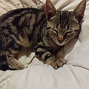 Automne participe au concours pour gagner de l'argent avec cette photo : cat, kitten, tabby, sleeping, cozy, blanket, pet, fur, paw, whiskers, indoor, cute, animal, resting, young, striped, soft, domestic, relaxed, closeup